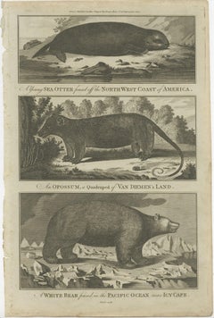 Antique Print of a Sea Otter, an Opossum, and a White Bear, c.1784