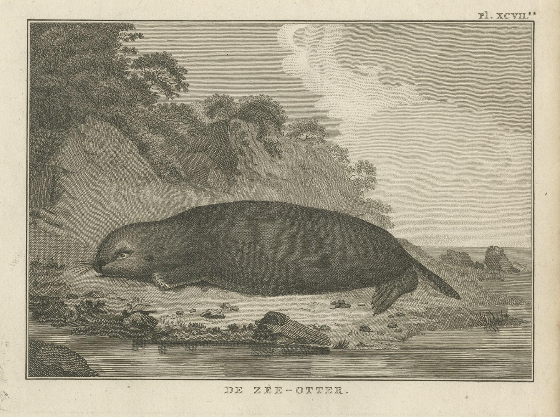 Grabado antiguo de una nutria marina de Cook, 1803 Papel en venta