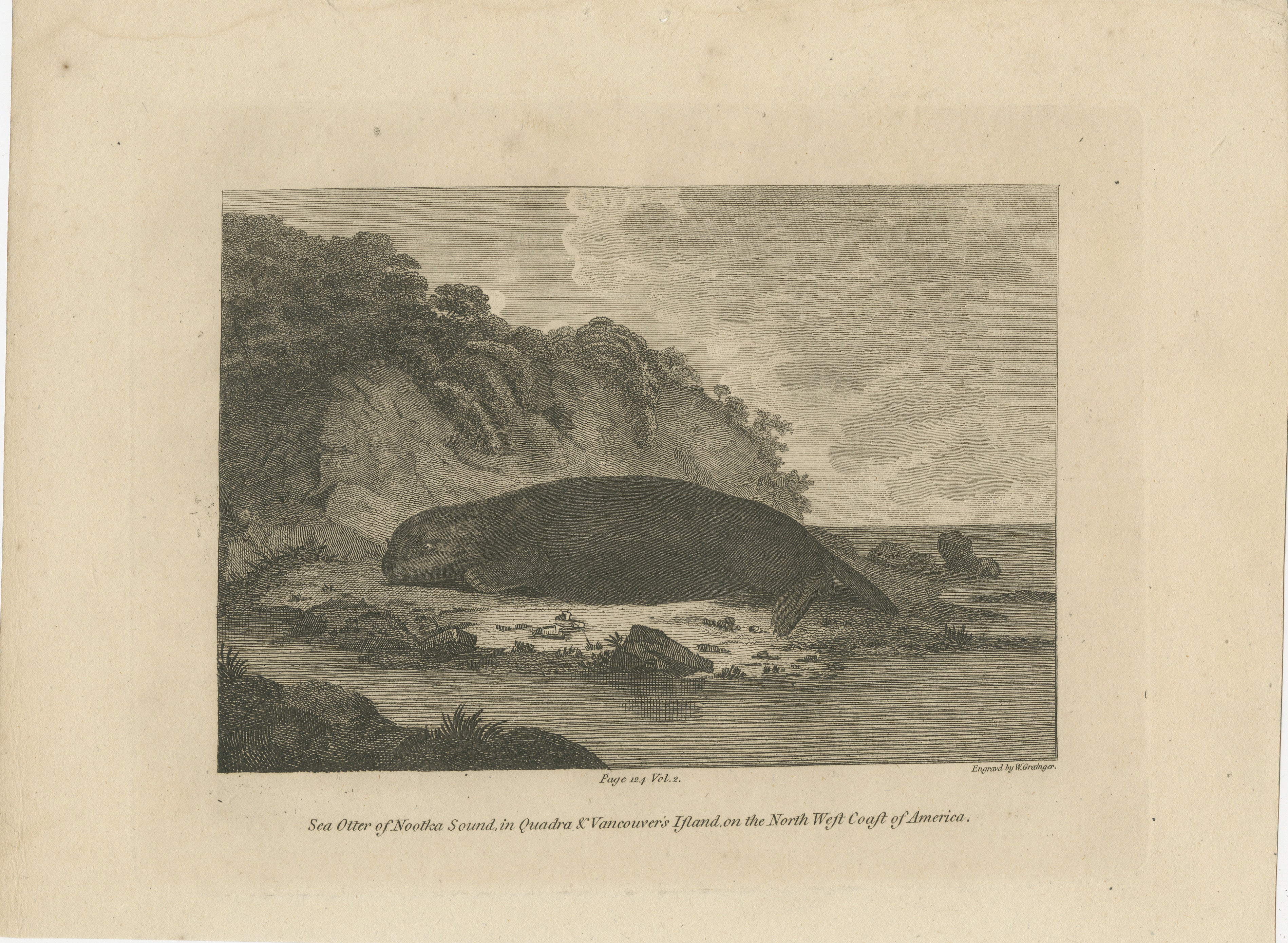 The image depicts a copperplate engraving of a sea otter from Nootka Sound, located in Quadra and Vancouver Island on the North West Coast of America. 

This particular engraving was done by W. Grainger and is derived from Cook's third voyage, with