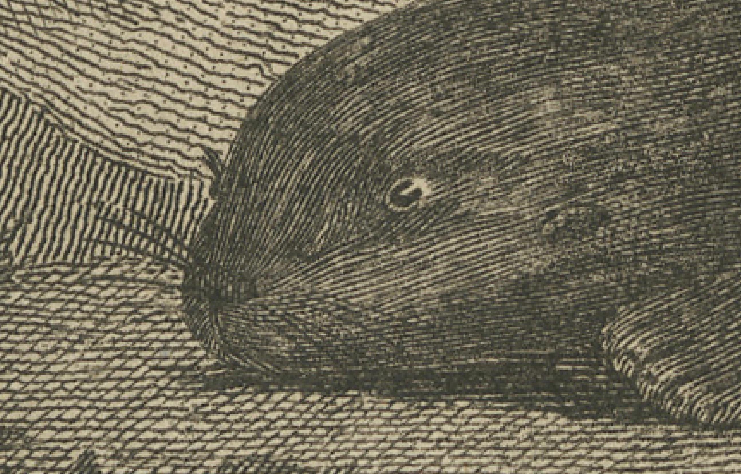 Gravé Impression ancienne d'un coquillage du Nootka Sound en Colombie-Britannique, Canada, 1801 en vente