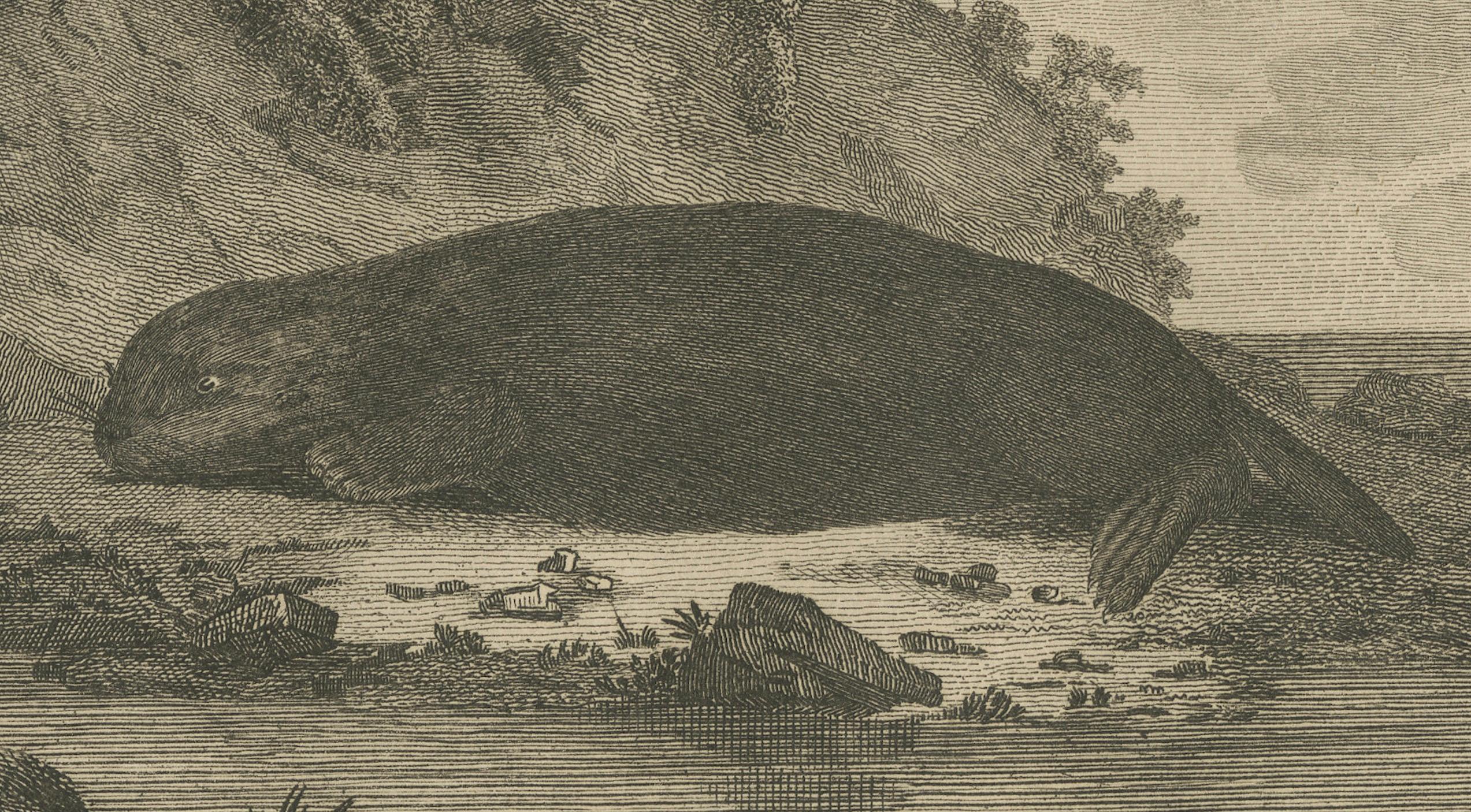 Impression ancienne d'un coquillage du Nootka Sound en Colombie-Britannique, Canada, 1801 Bon état - En vente à Langweer, NL