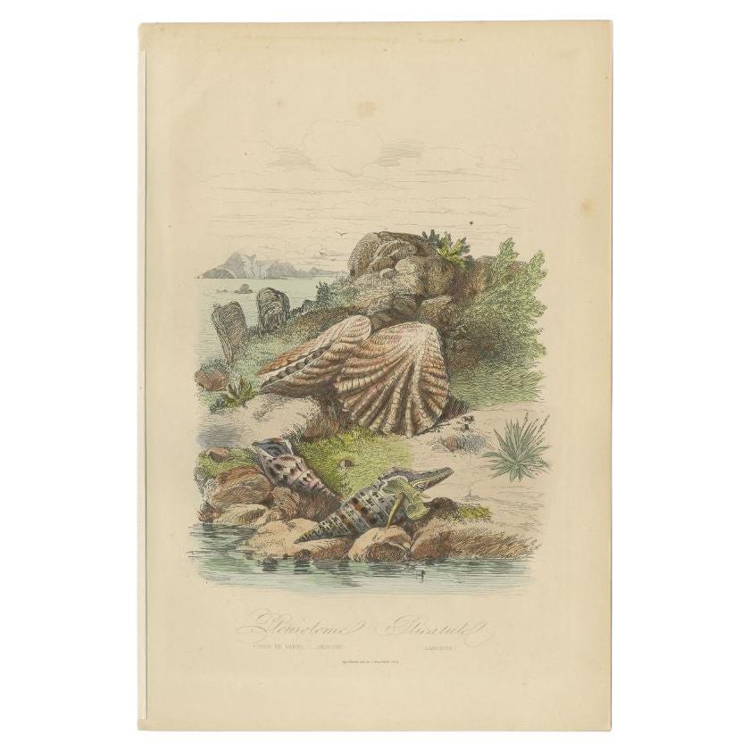 Antique print titled 'Pleuriolome, Plicatule'. Print of a sea snail and other molluscs. This print originates from 'Musée d'Histoire Naturelle' by M. Achille Comte. 

Artists and Engravers: Published by Gustave Havard. 

Condition: Good, general