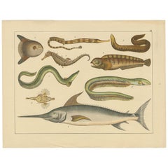 Antique Print of a Seahorse, Swordfish and other fish by Schubert, circa 1875