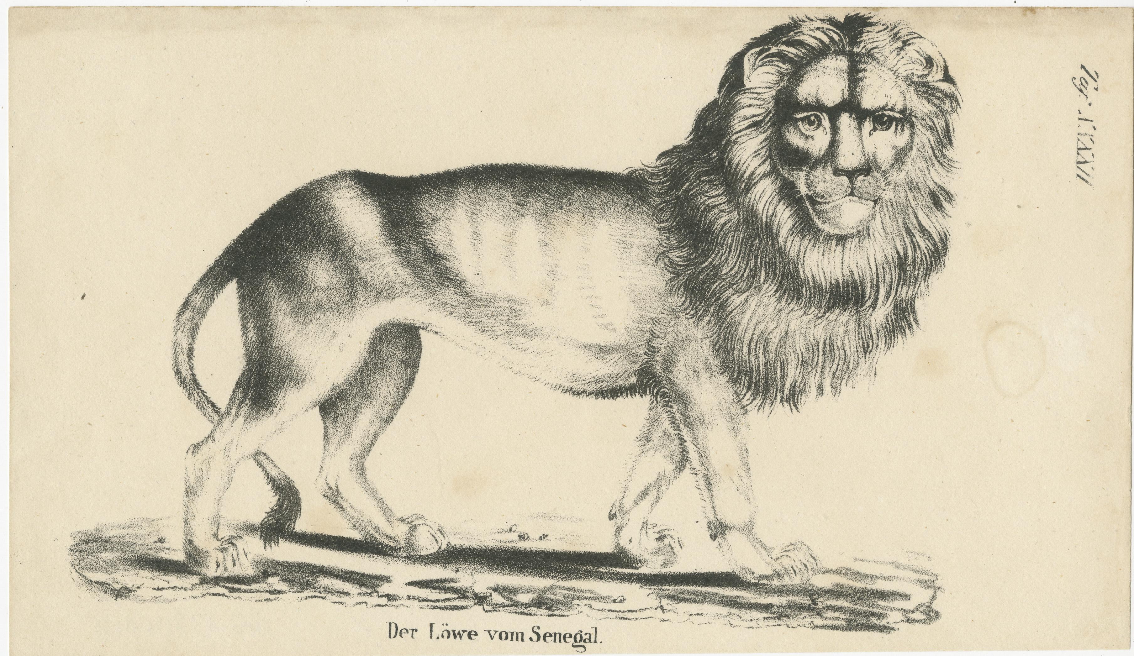 Antique print titled 'Der Löwe vom Senegal'. Lithograph of a Senegal lion. This print originates from 'Die Naturgeschichte in getreuen Abbildungen mit ausführlicher Beschreibung derselben - Säugethiere' by Brüggeman, 1831.