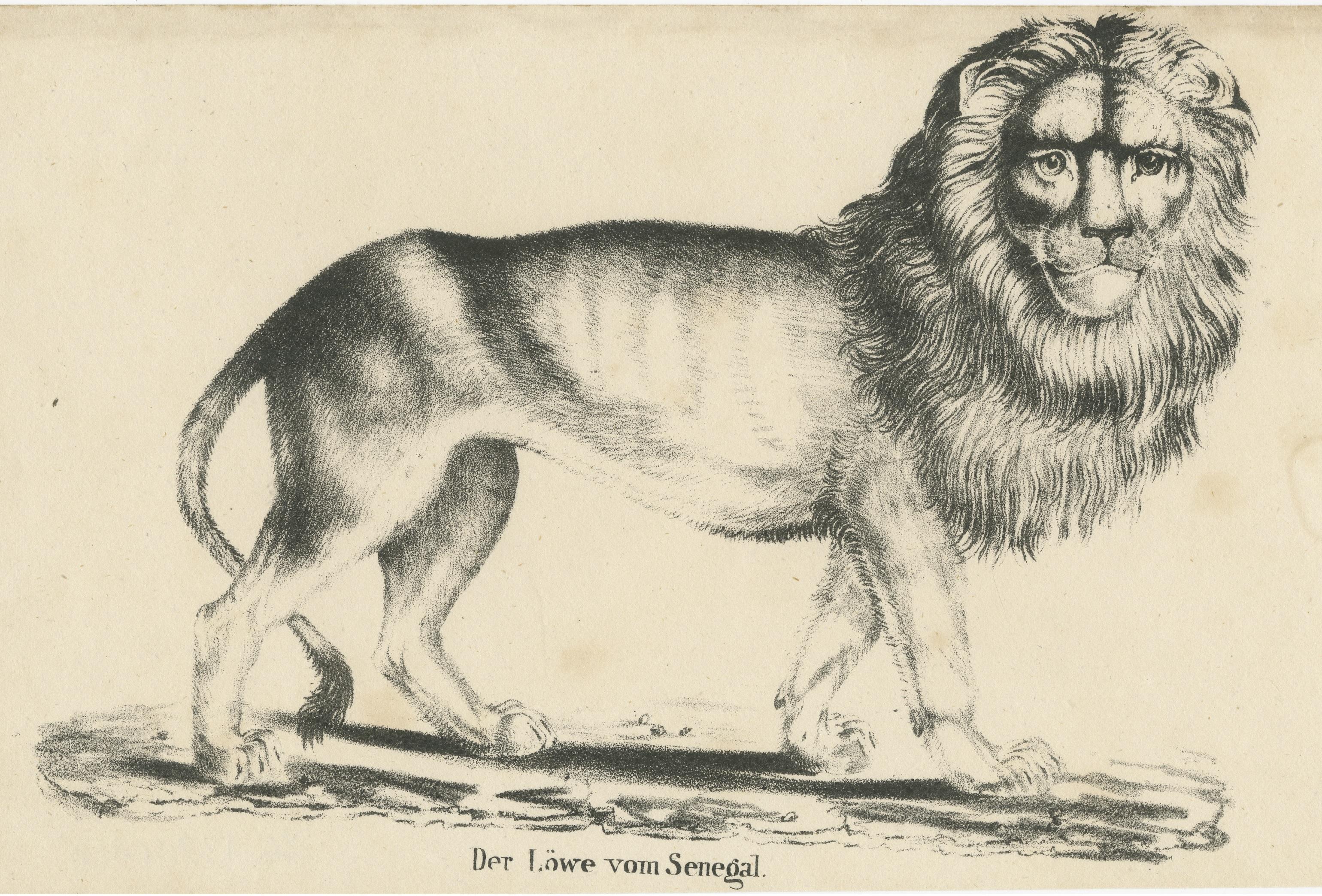 lion senegal