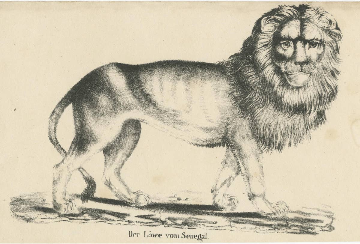 Antique Print of a Senegal Lion