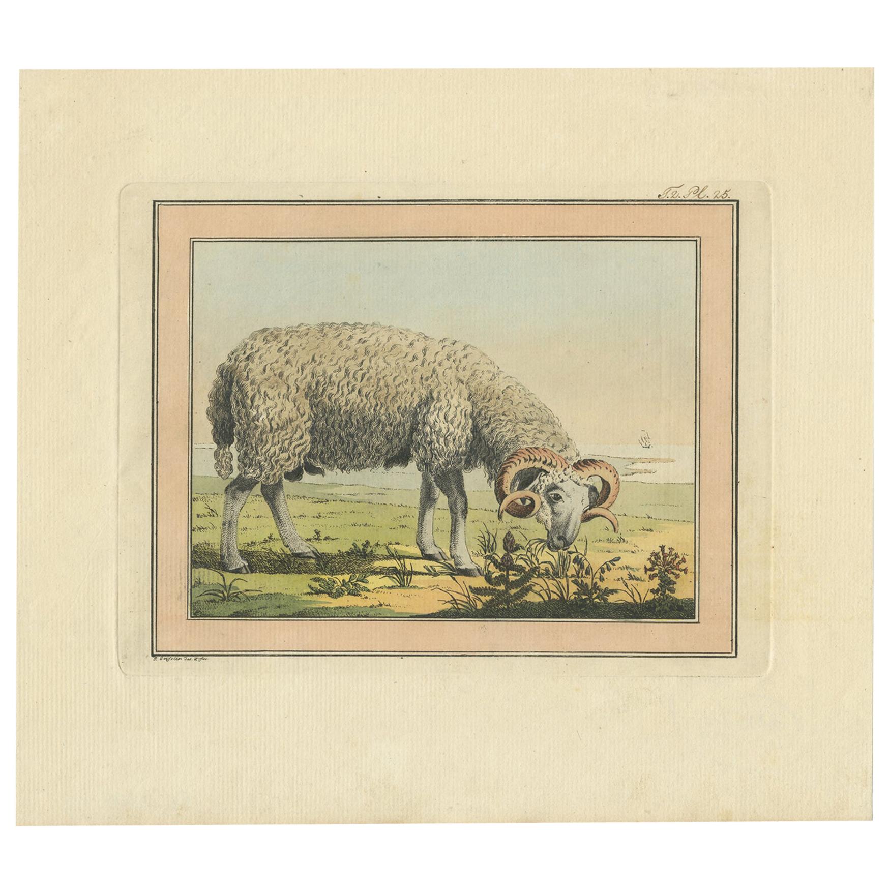 Antique Print of a Sheep by Geissler, 'c.1820'