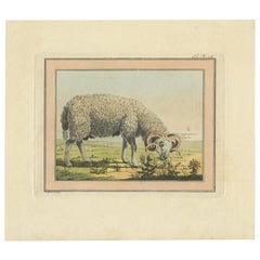 Antique Print of a Sheep by Geissler, 'c.1820'