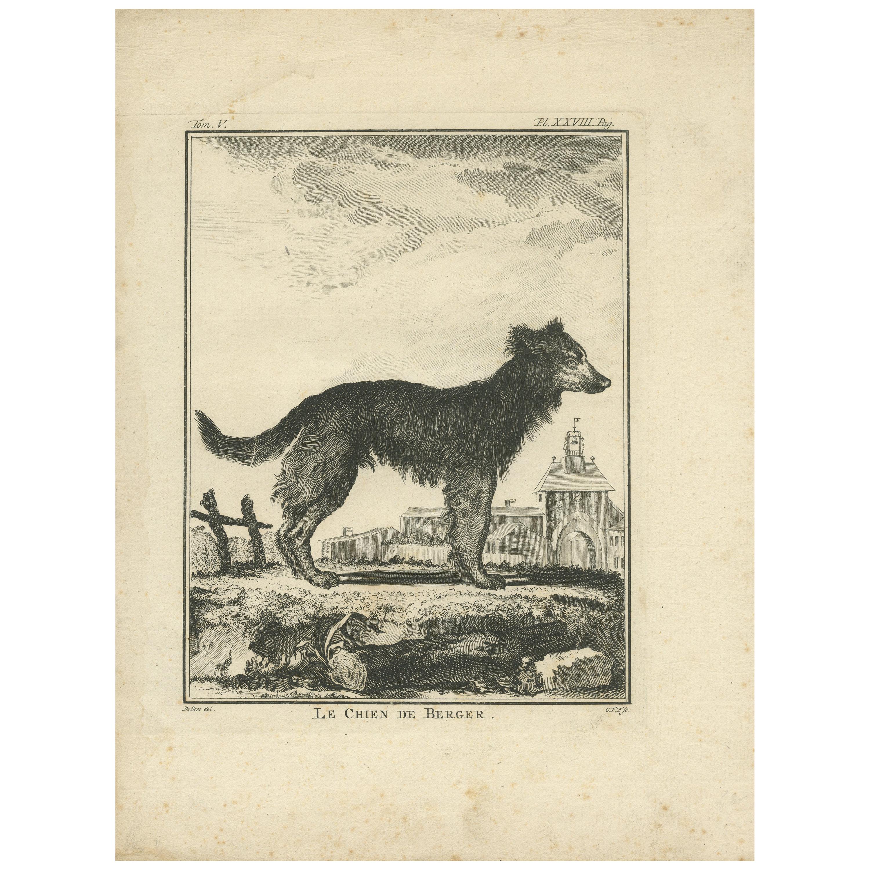 Antique Print of a Sheepdog by De Seve, c.1780 For Sale