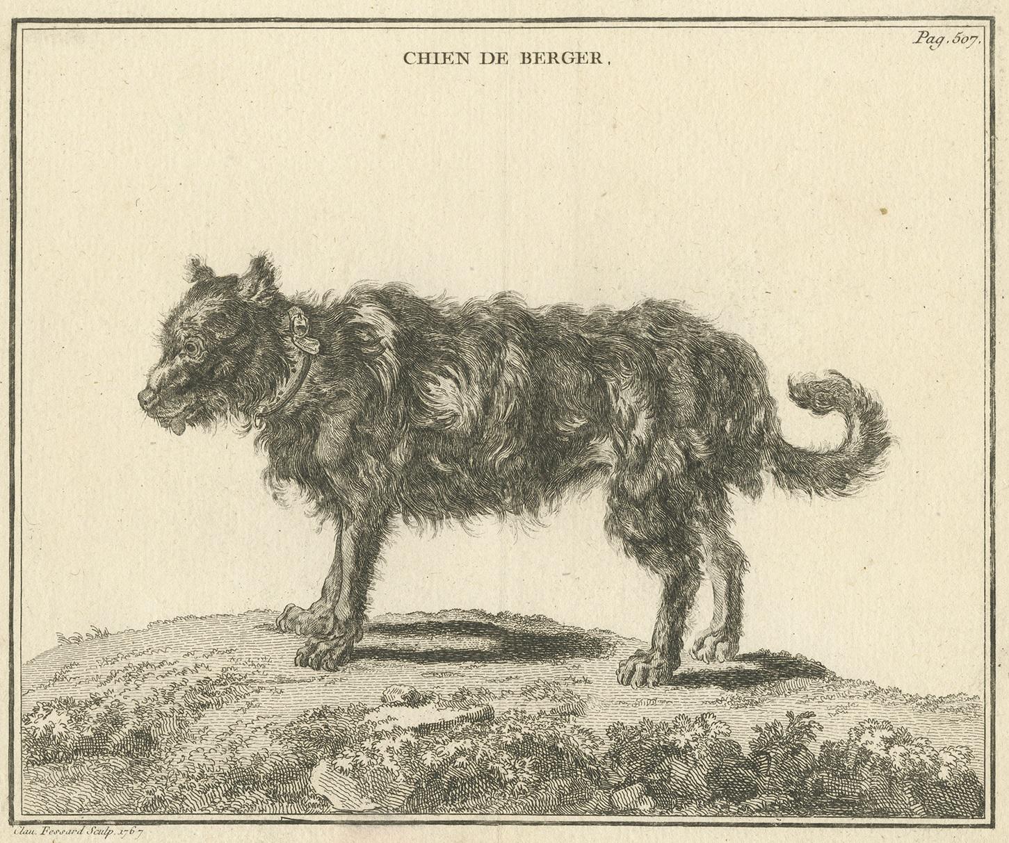 Antique print titled 'Chien de bergere'. Copper engraving of a sheepdog. This print originates from 'Handboek der genees- en verloskunde van het vee (..)' by A. Numan. Published by R.J. Schierbeek, 1819. Engraved by C. Fessard.