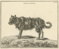 Antique Print of a Sheepdog by Fessard, 1819