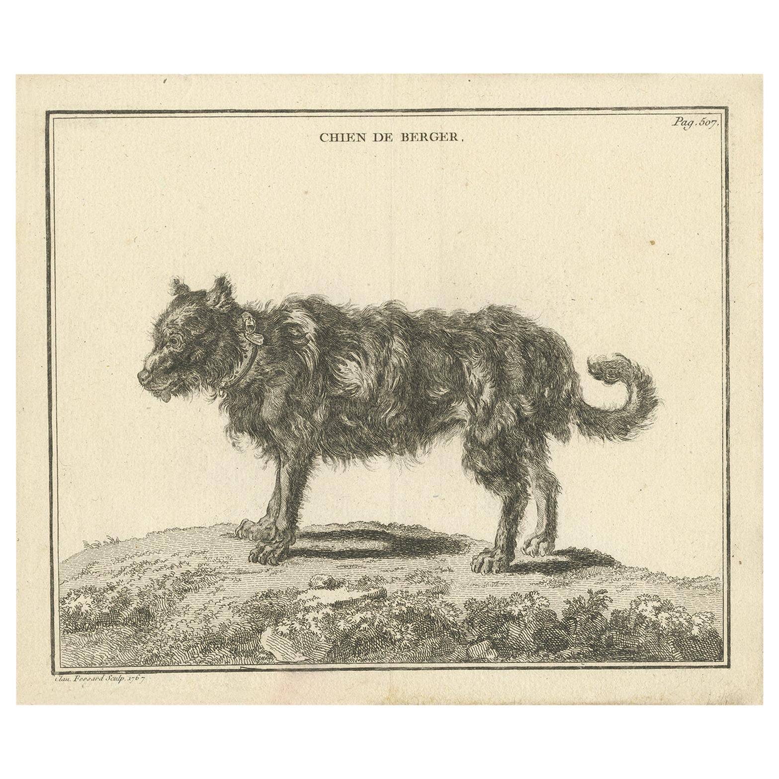 Antique Print of a Sheepdog by Fessard, 1819 For Sale