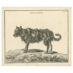 Antique Print of a Sheepdog by Fessard, 1819