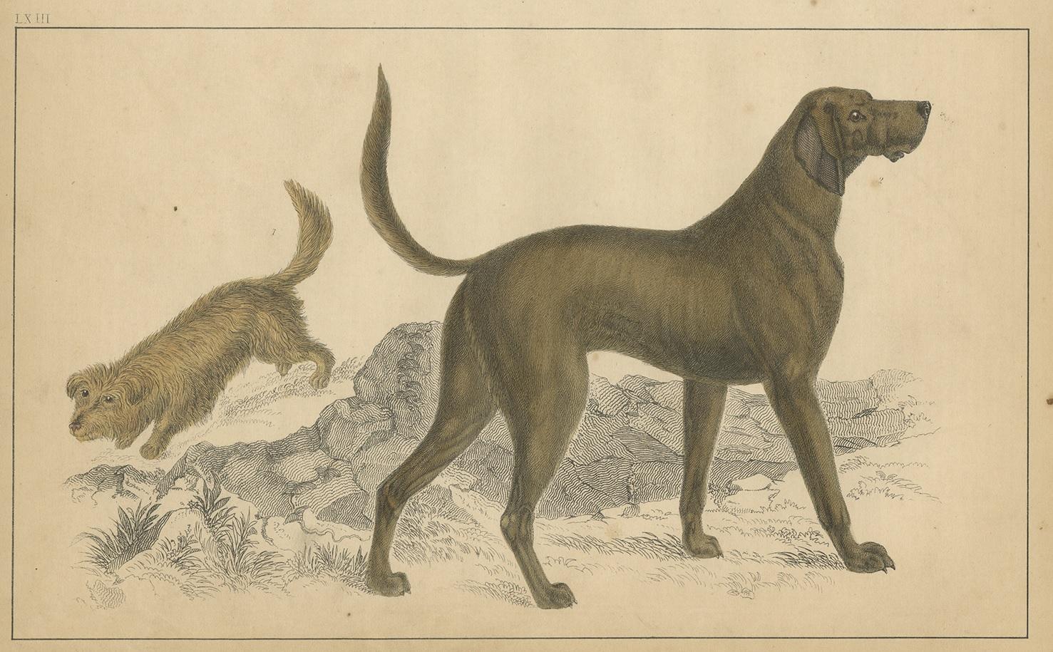 Antique print of a Skye Terrier and Bloodhound. This print originates from 'A History of the Earth and Animated Nature' by Oliver Goldsmith. Published by A. Fullarton & Co, circa 1850.