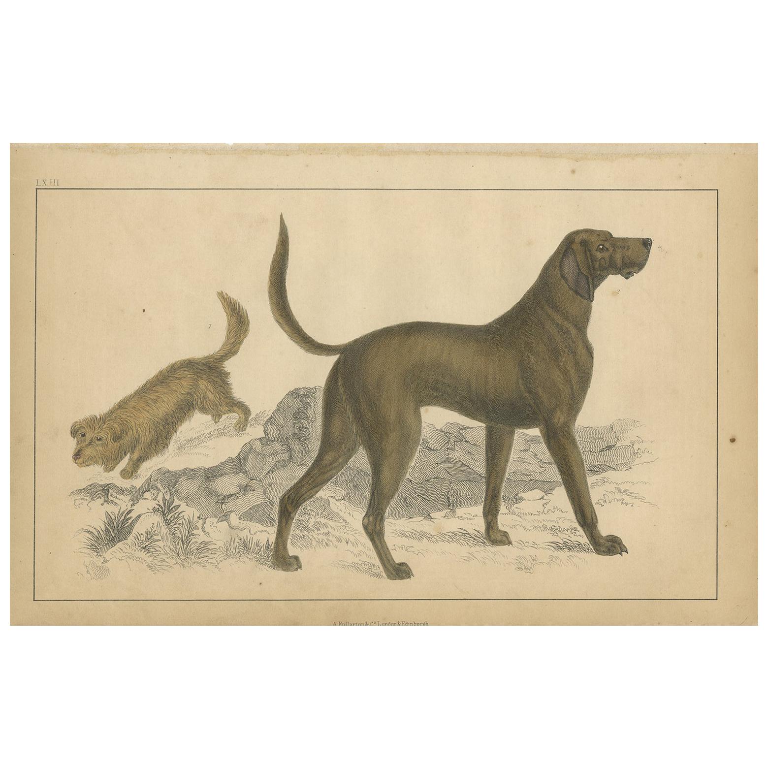 Antique Print of a Skye Terrier and Bloodhound by Fullarton, circa 1850