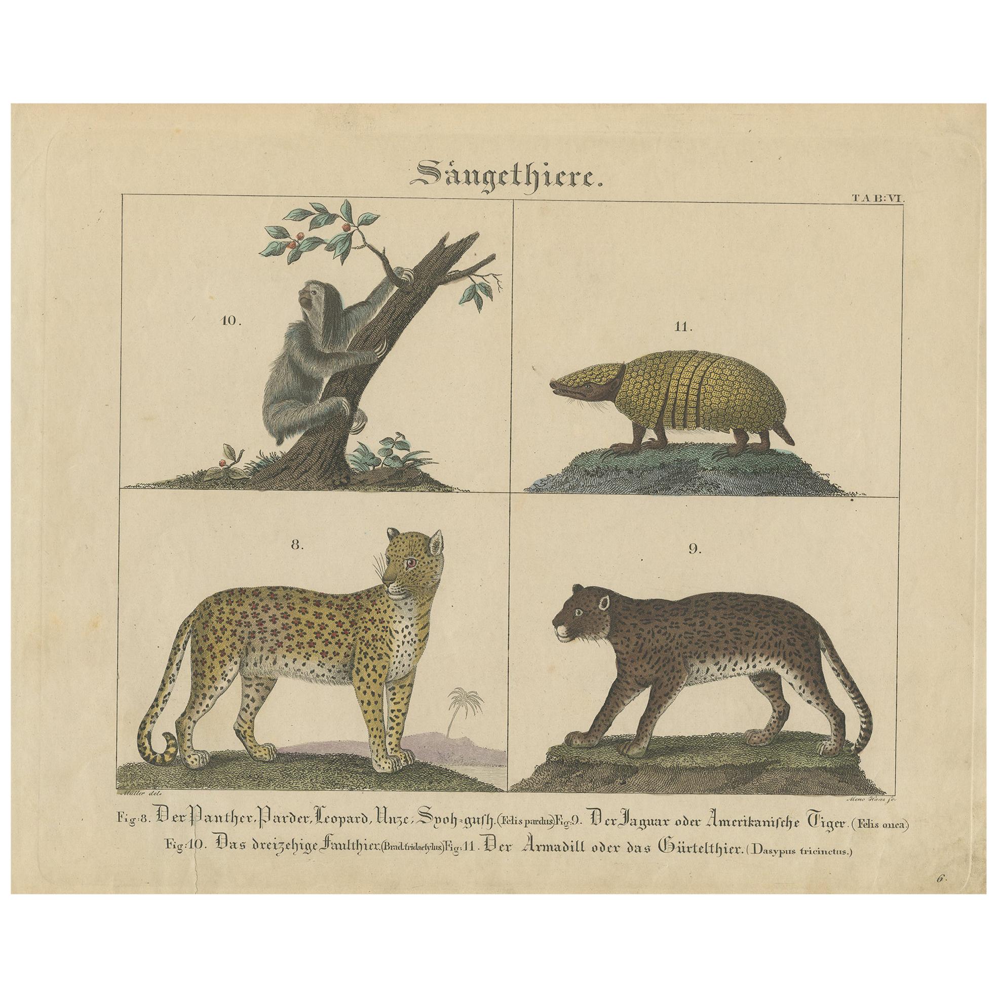 Antique Mammal Print of a Sloth, Armadillo and Leopard, 1831