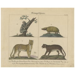 Antique Mammal Print of a Sloth, Armadillo and Leopard, 1831