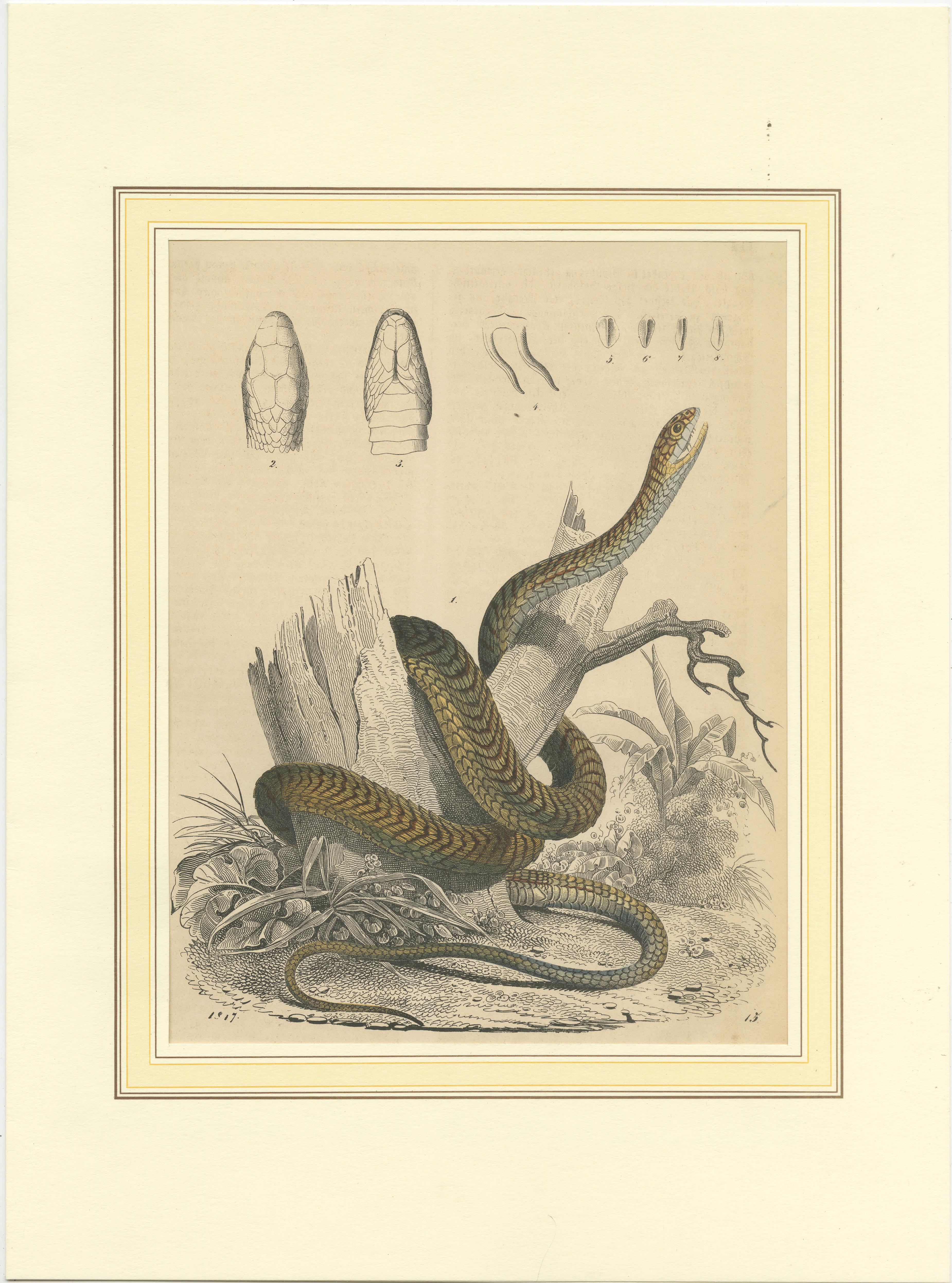 Antique print of a snake coiled around a tree. This print originates from 'Das Buch der Welt' published by Hoffmann, 1847. 
