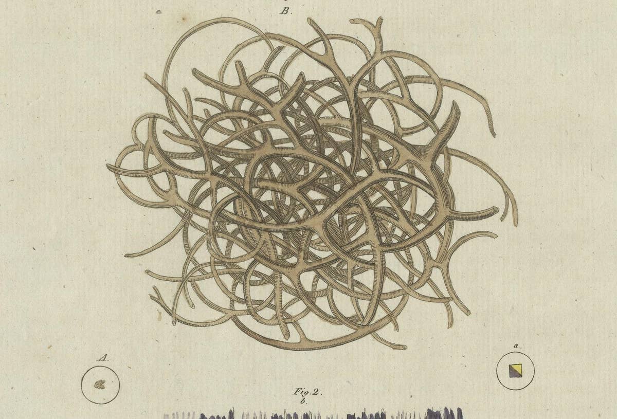 Antique Print of a Sponge and Iridescent Taffeta, Viewed Microscopically