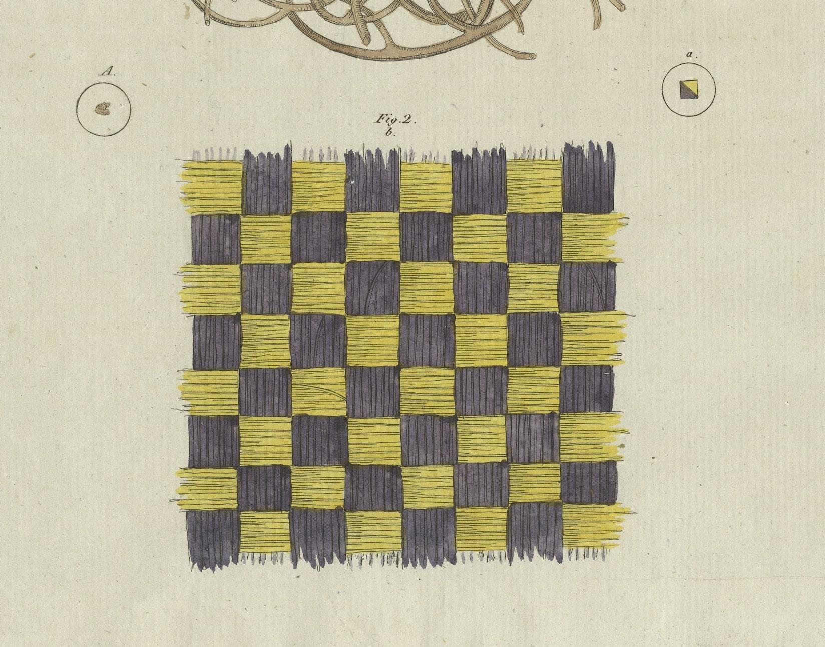 19th Century Antique Print of a Sponge and Iridescent Taffeta, Viewed Microscopically For Sale