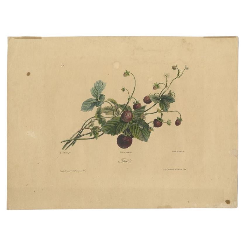 Antique Print of a Strawberry Plant by Lemercier, c.1850 For Sale