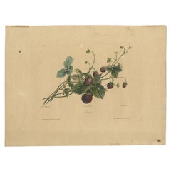 Impression ancienne d'une plante à fraises par Lemercier, vers 1850
