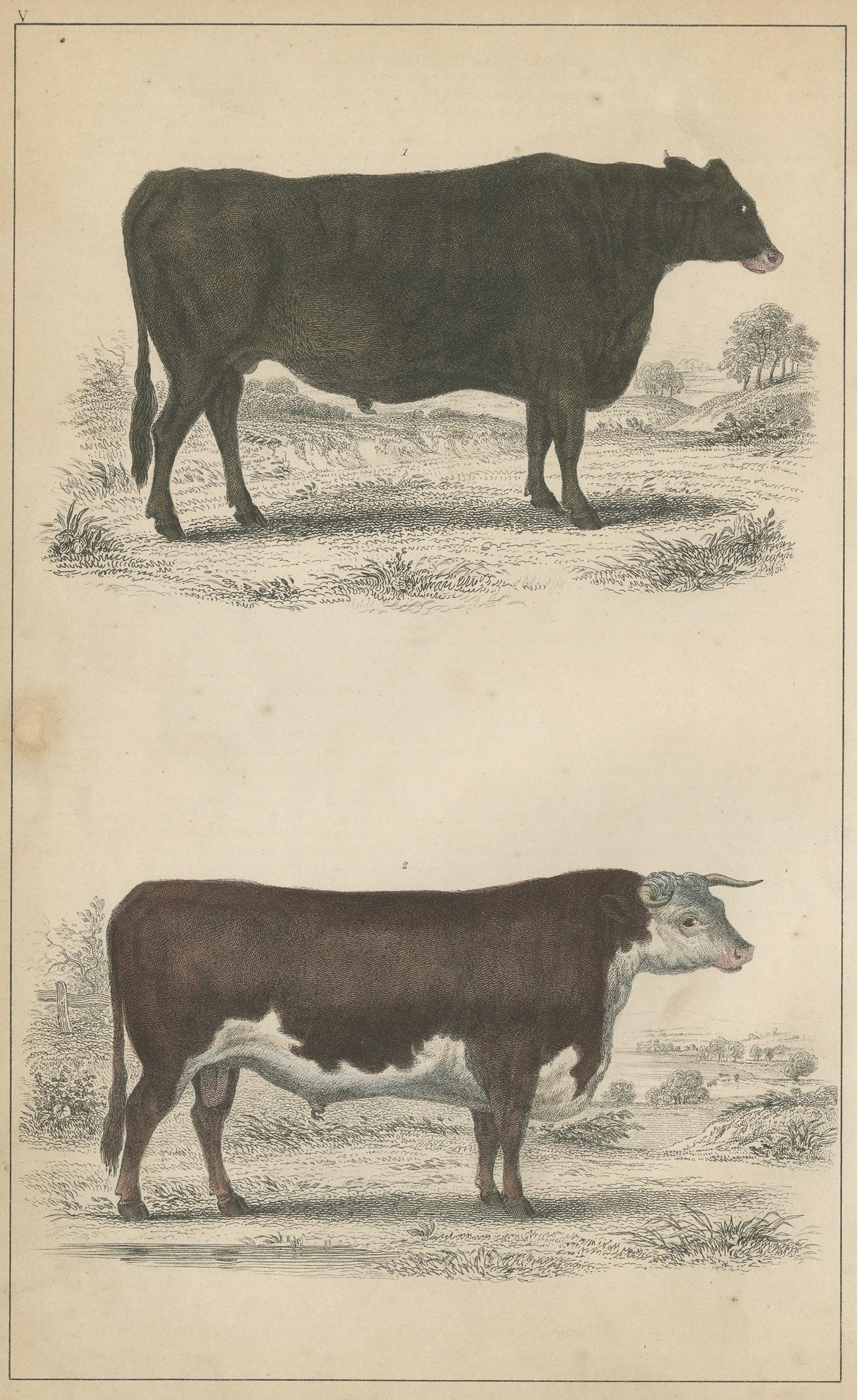 Antique print of a Suffolk Ox and Herefordshire Bull. This print originates from 'A History of the Earth and Animated Nature' by Oliver Goldsmith. Published by A. Fullarton & Co, circa 1850.