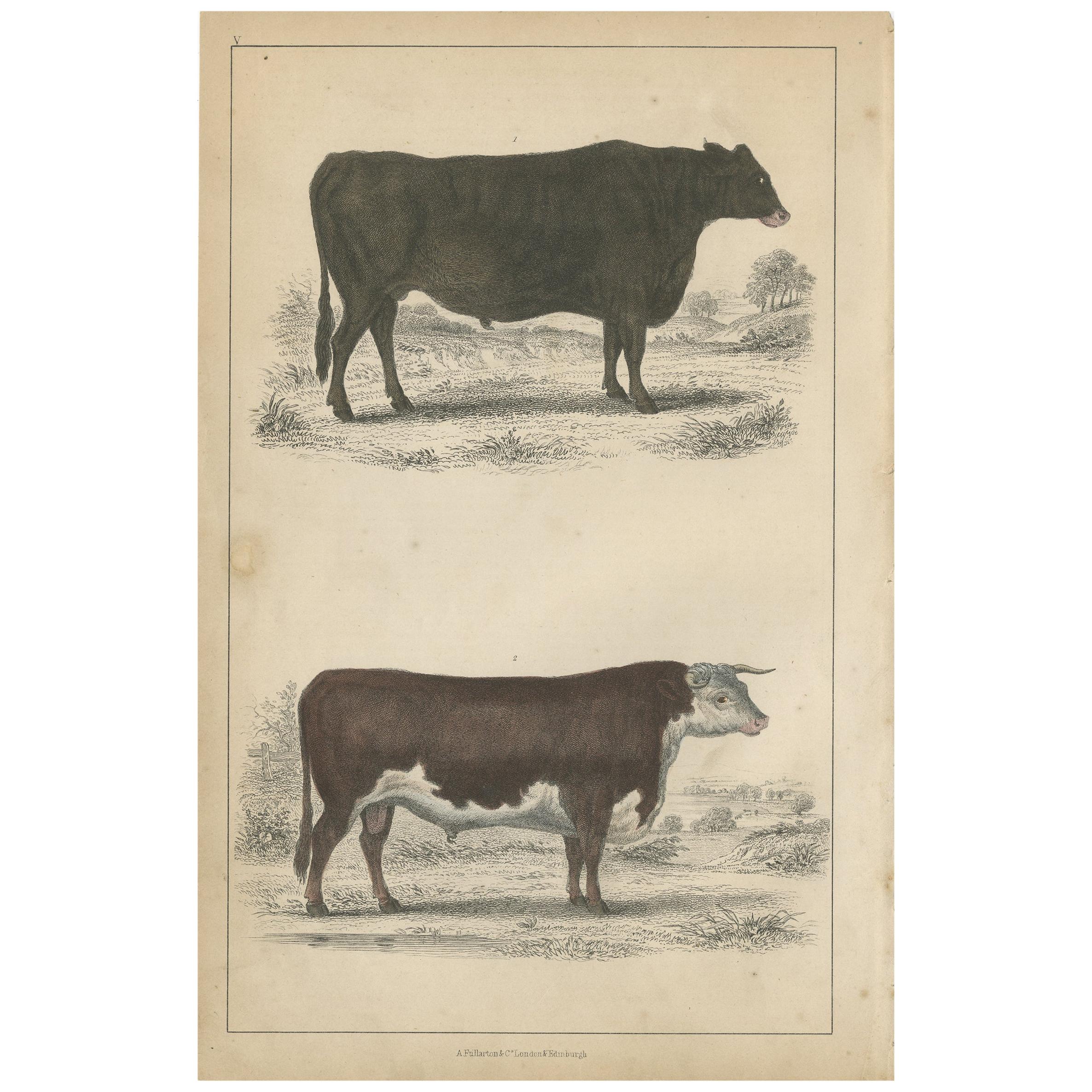 Antique Print of a Suffolk Ox and Herefordshire Bull by Fullarton, circa 1850