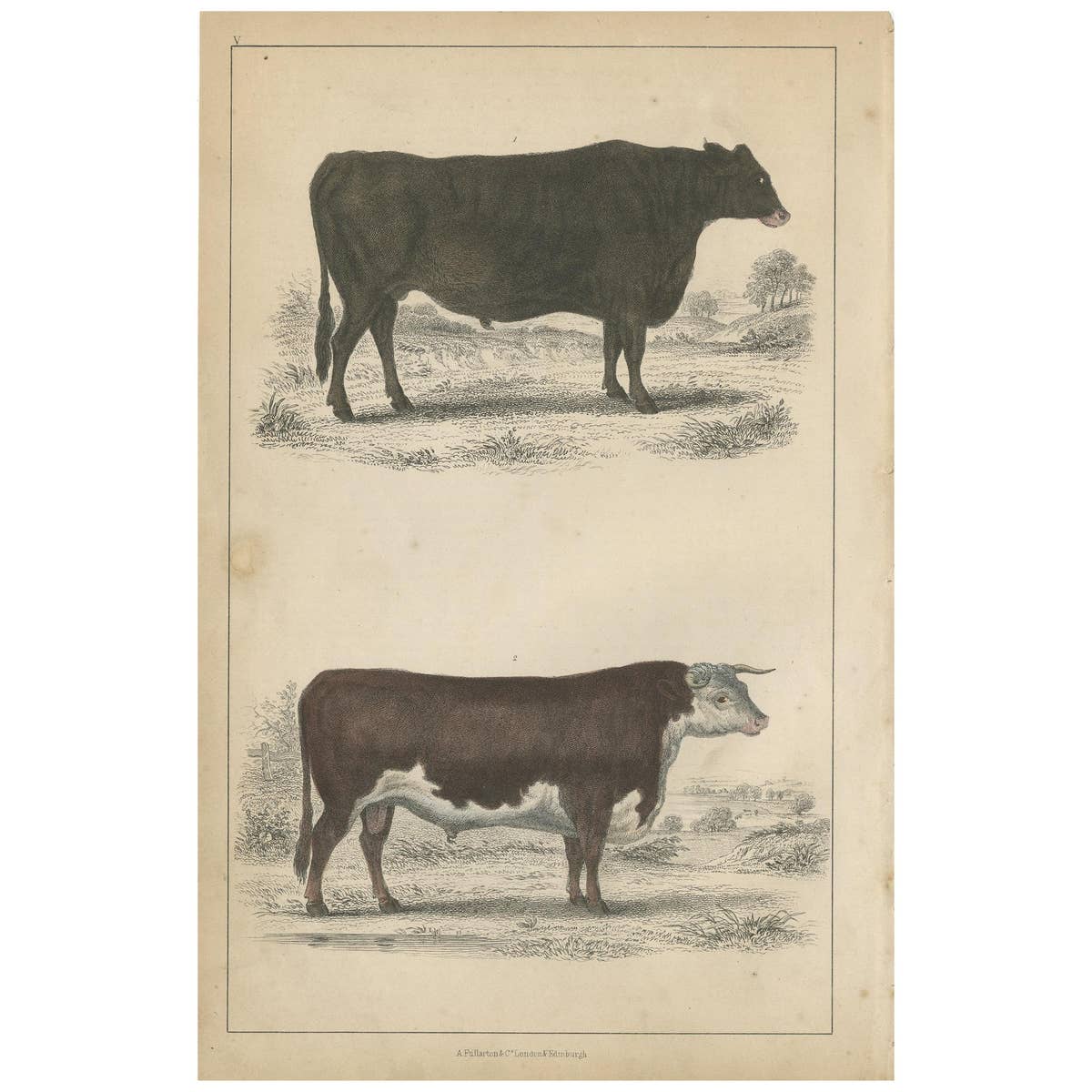 Antique Print of a Suffolk Ox and Herefordshire Bull by Fullarton, circa 1850