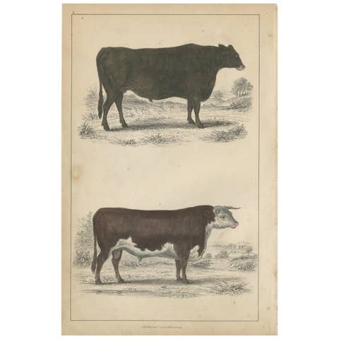 Antique Print of a Suffolk Ox and Herefordshire Bull by Fullarton, circa 1850