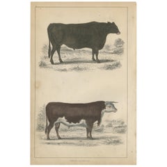 Stampa antica di un bue del Suffolk e di un toro dell'Herefordshire di Fullarton, 1850 ca.
