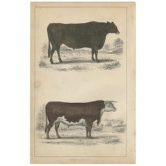 Antique Print of a Suffolk Ox and Herefordshire Bull by Fullarton, circa 1850