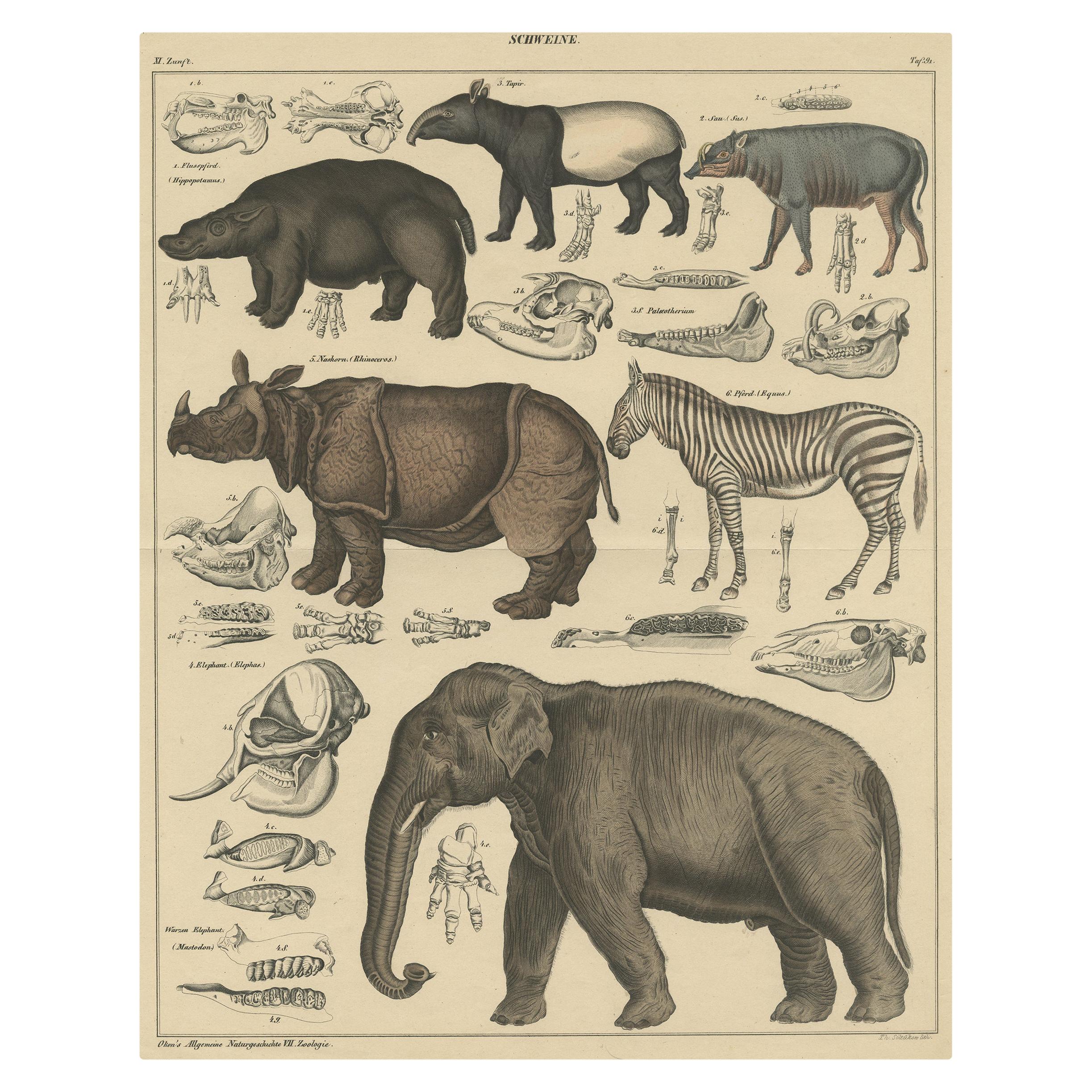 Impression ancienne d'un tapis, d'un Hippo, d'un zèbre, d'un éléphant et d'autres animaux par Oken, 1840