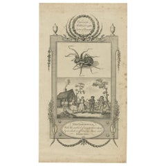 Antique Print of a Tarantula and Dancing Figures by Middleton 'c.1780'