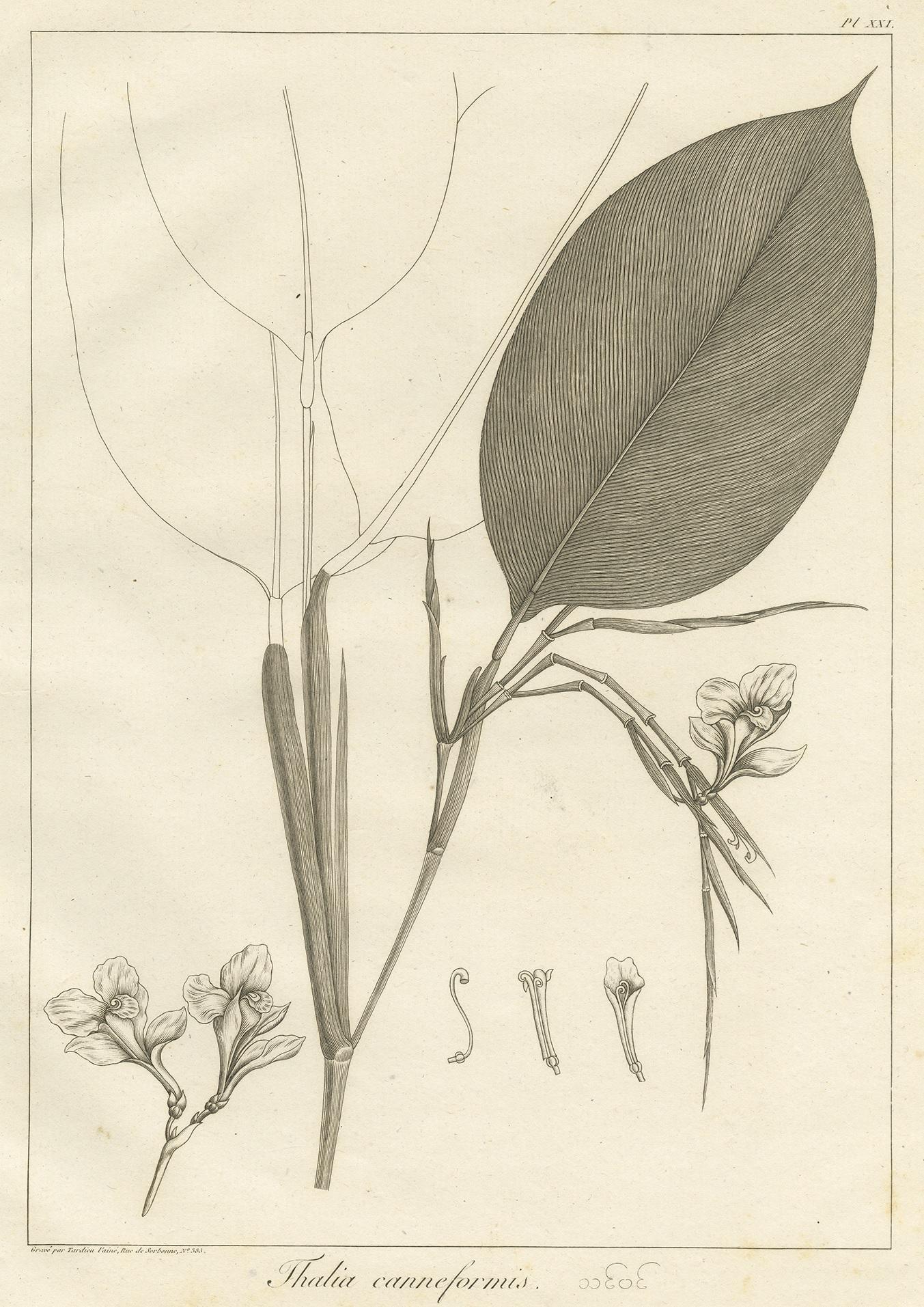 Antique print titled 'Thalia canneformis'. Print of a Thalia plant species. This print originates from 'Relation de l'Ambassade Anglaise, envoyée en 1795 dans le Royaume d'Ava, ou l'Empire des Birmans' by M. Symes. Published 1800.