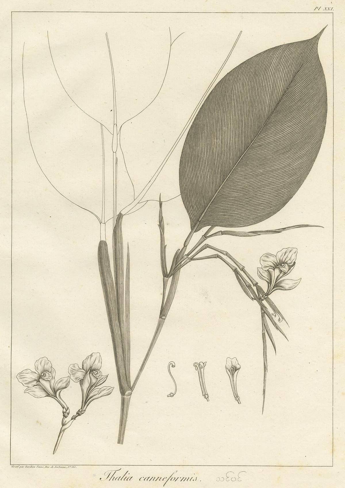 Antique Print of a Thalia Plant Species by Symes '1800'