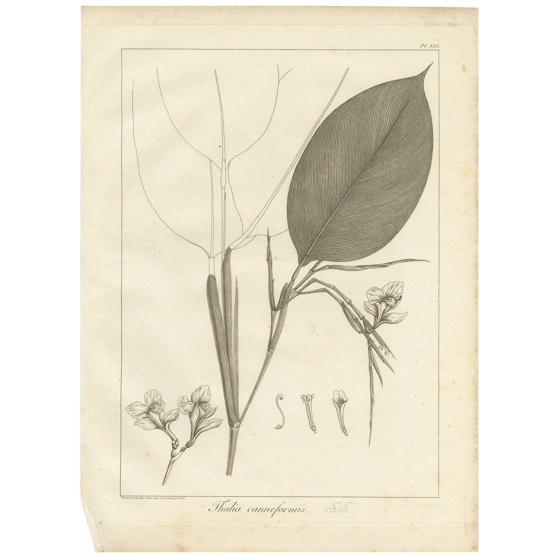 Antique Print of a Thalia Plant Species by Symes '1800' For Sale