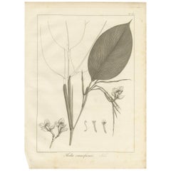 Impression ancienne d'une variété de plantes de Thalia par Symes '1800'