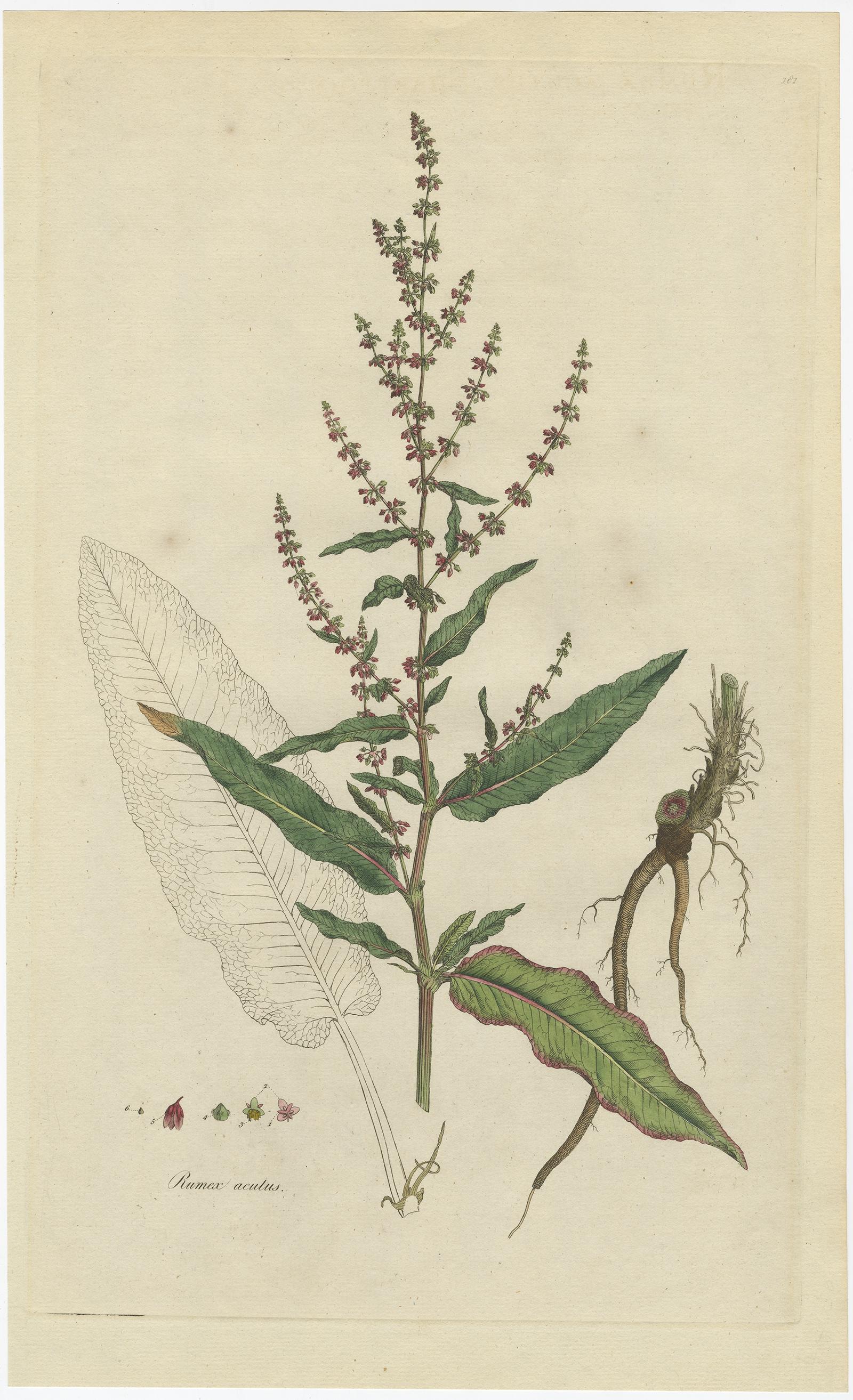 Antique print titled ‘Rumex Acutus’. 

The Rumex Acutus (or Sharp-Pointed Dock) is a common plant like the Common Dock, but handsomer, and distinguished by its sharp-pointed leaves being narrower and longer. It grows about 3 feet high, having