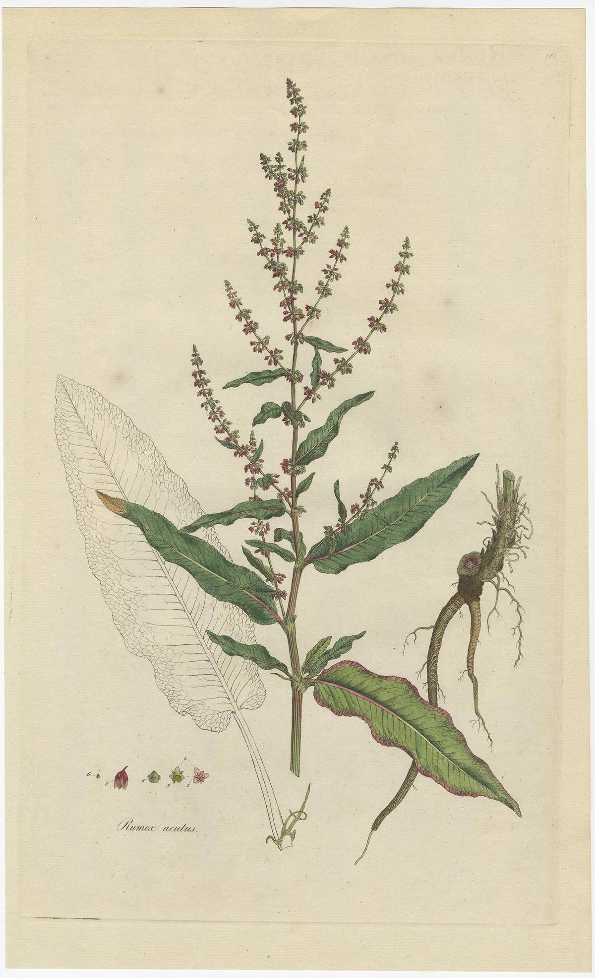 Antique Print of a the Plant Named The Rumex Acutus or Sharp-Pointed Dock, c1800