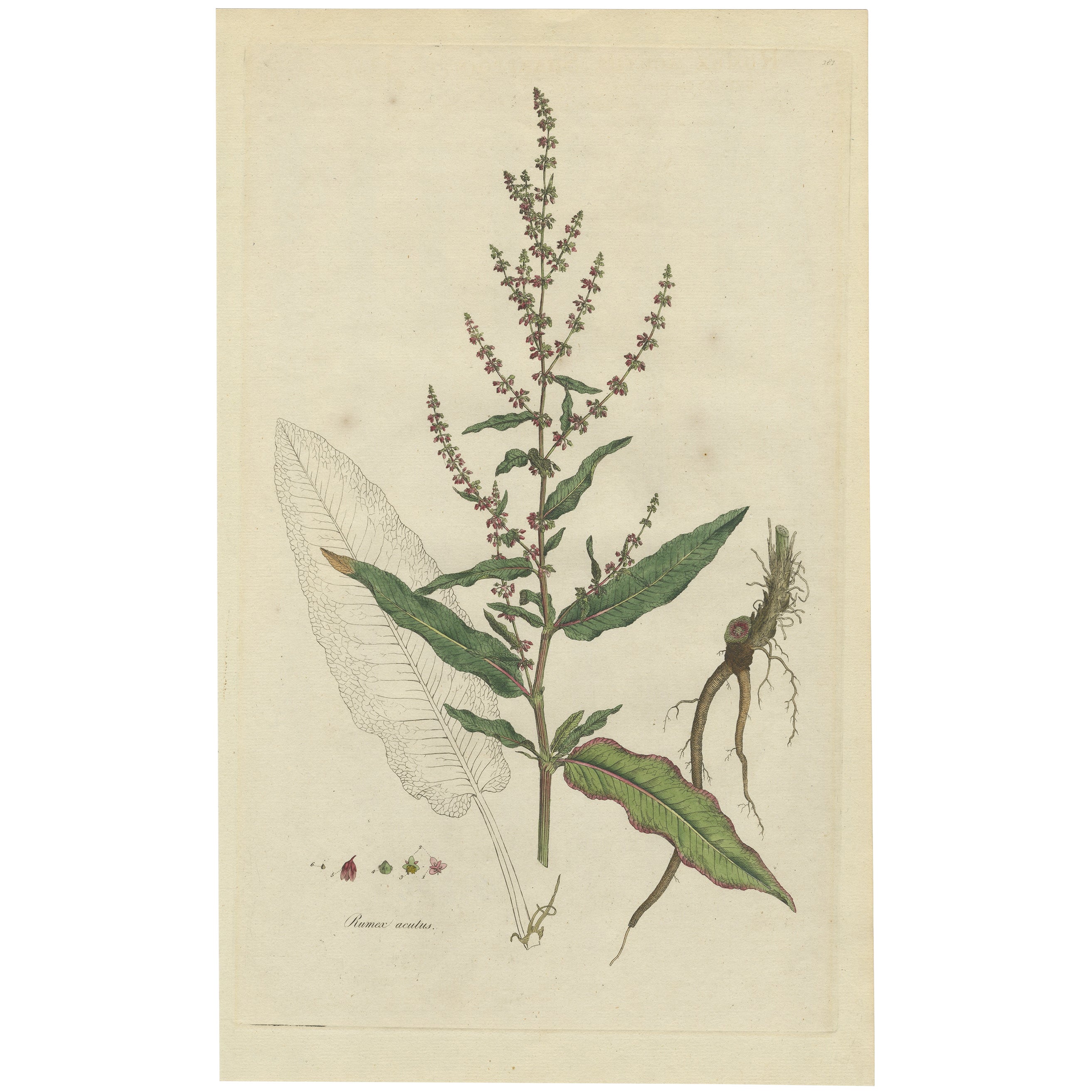 Antiker Druck einer Pflanze mit dem Namen „The Rumex Acutus“ oder „ Sharp-Pointed Dock“, um 1800