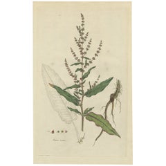 Antiker Druck einer Pflanze mit dem Namen „The Rumex Acutus“ oder „ Sharp-Pointed Dock“, um 1800