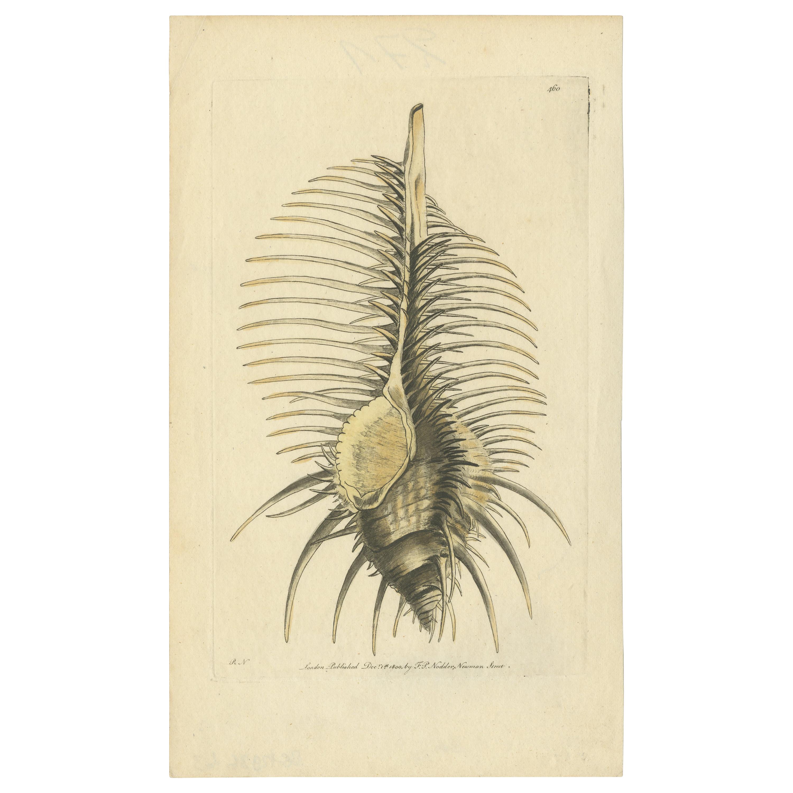 Antique Print of a Thorny Shell by Nodder, 1800 For Sale