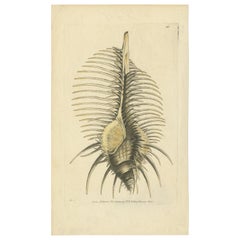 Antiker Druck einer Thorny-Muschel von Nodder, 1800