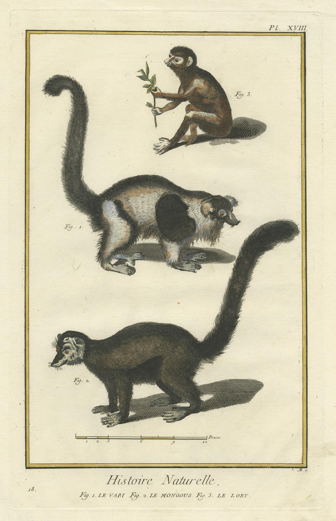 Antique print titled '1. Le Vari 2. Le Mongous 3. Le Lory'. Handcolored engraving of a Vari monkey, mongoose and lori. This print originates from 'Encyclopédie, Ou Dictionnaire Raisonné Des Sciences, Des Arts (..)' by Diderot.