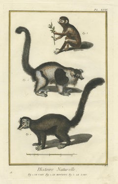 Antique Handcolored Engraving of Vari Monkey, Mongoose, Lori Print, 1774