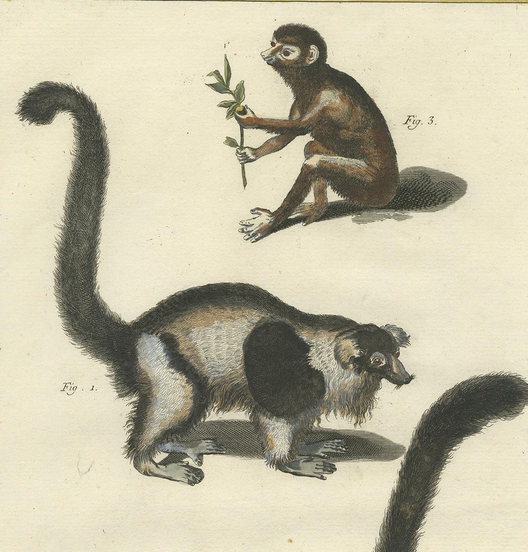 Antique Print of a Vari, Mongoose and Lori by Diderot '1774' In Good Condition For Sale In Langweer, NL