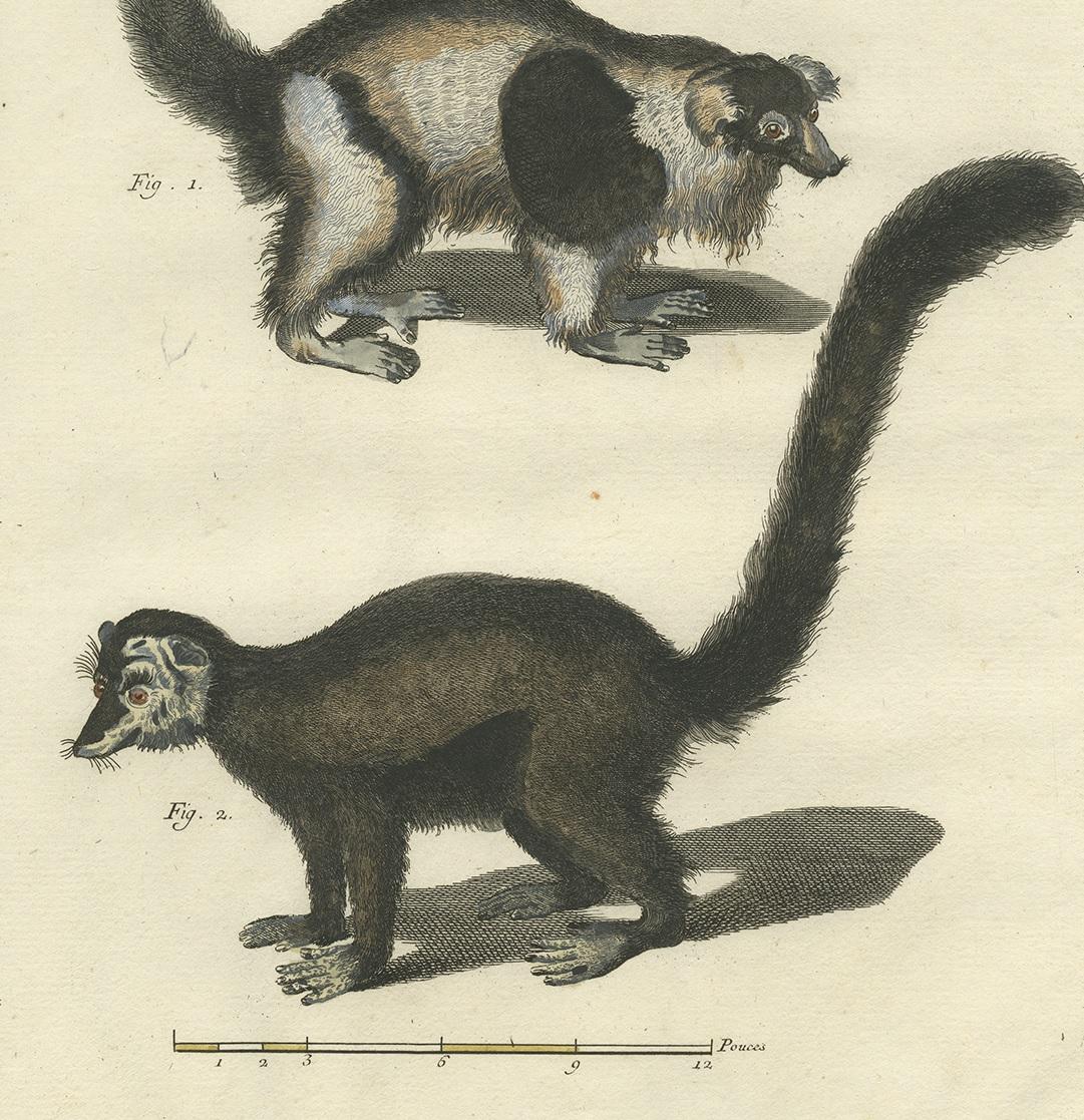 18th Century Antique Print of a Vari, Mongoose and Lori by Diderot '1774' For Sale