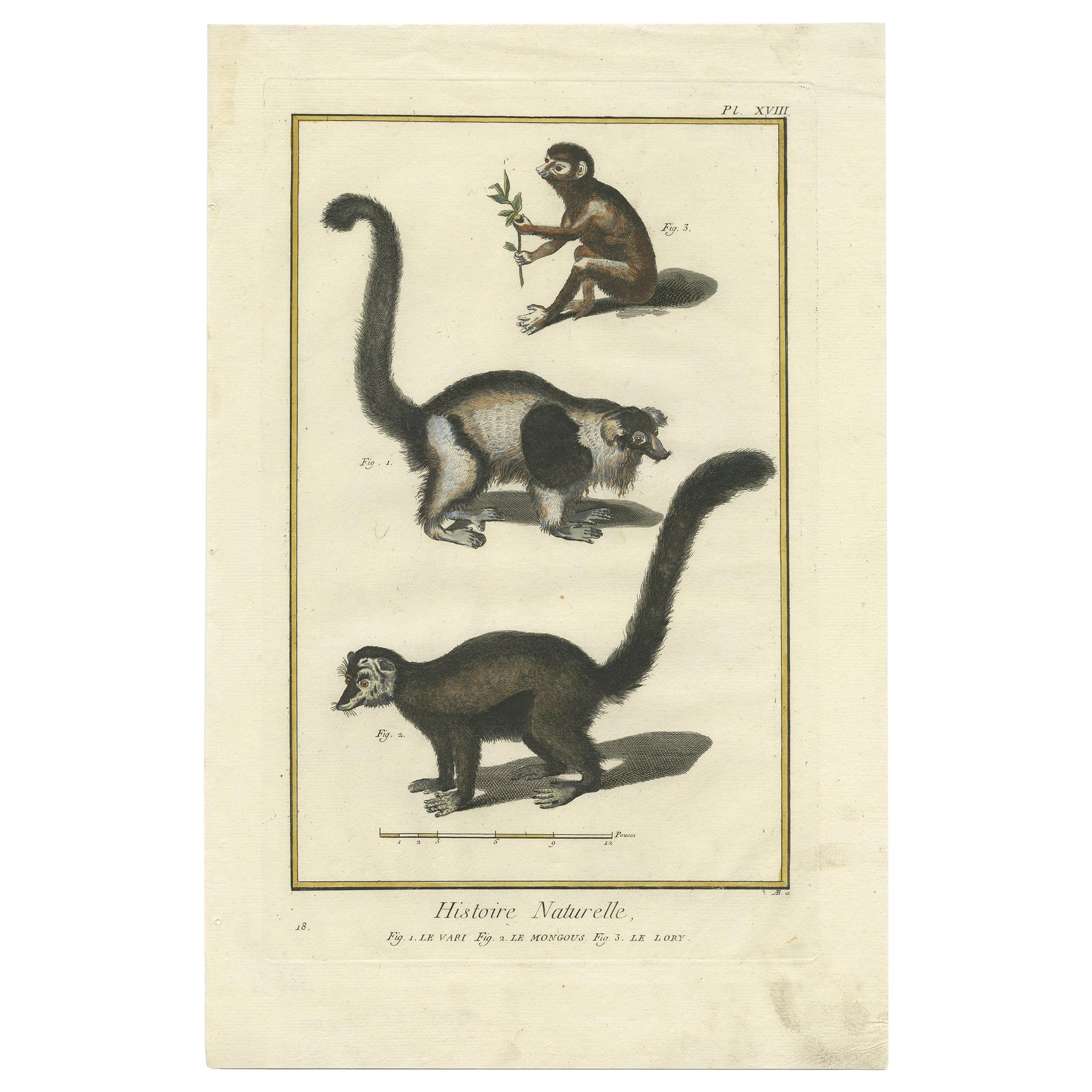 Grabado Antiguo de una Vari, Mangosta y Lori por Diderot '1774