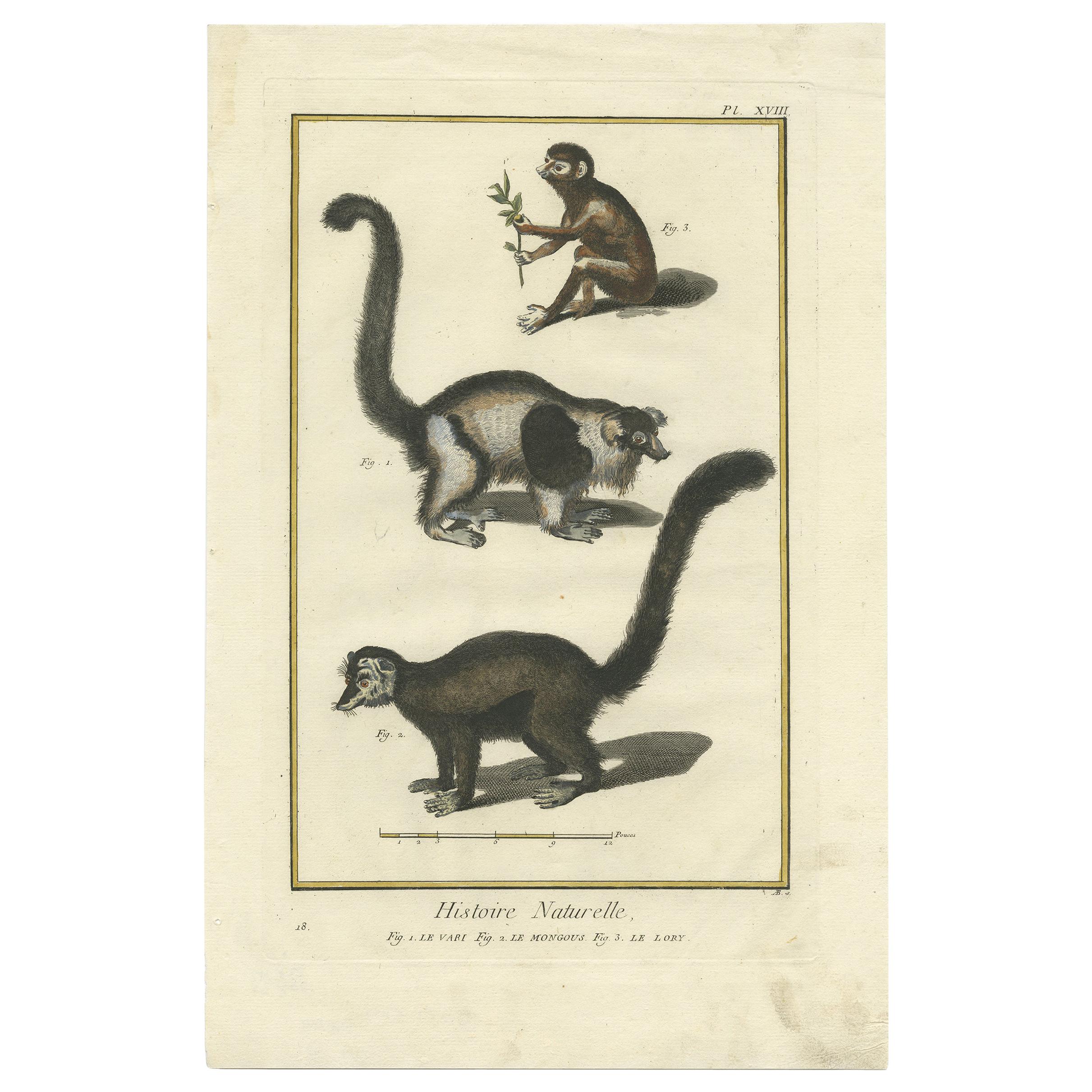 Impression ancienne d'un Vari, Mongoose et Lori par Diderot (1774)